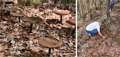 梁野筑梦兴产业 丹心献礼新征程 ——记福建武平梁野珍堂林文辉